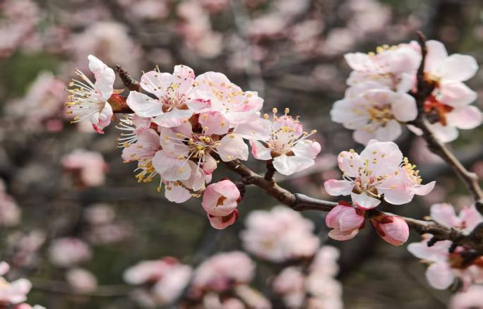 1775606747509281.png 图片1.png